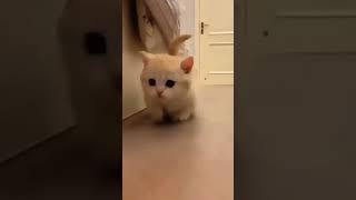 Munchkin Cat Breed Information Characteristics And Care Full Song Free  Download 2023 Watch HD Mp4 Videos Download Free