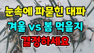 눈쌓인 대파옮겨심기 겨울내 먹을거는 옮기고 봄에 먹을거는 남겨두고