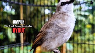 Download lagu Trucukan Gacor ROPEL PANJANG Saat Subuh COCOK untuk Pancingan Trucuk BAHAN dan MASTERAN TRUCUK Paud mp3