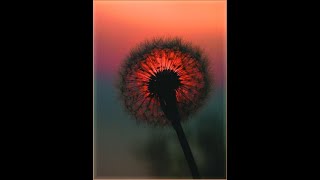fleetwood mac - although the sun is shining