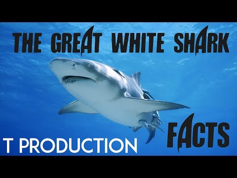 Describe of The Great White Shark | Facts about them (English project)