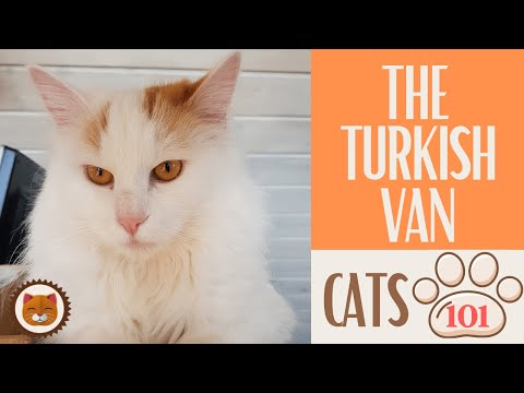 🐱 Cats 101 🐱 TURKISH VAN CAT - Top Cat Facts about the TURKISH VAN