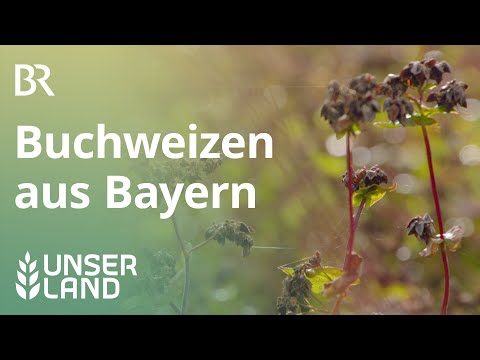 Buchweizen | Unser Land | BR Fernsehen