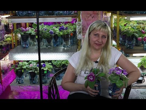 Домашний цветочный бизнес изнутри. Посадка листов глоксиний быстро, много, лайфхаки