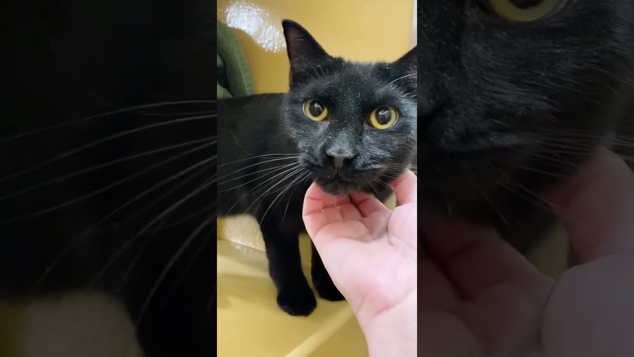 Enlarge Milo (bonded with Pixie), a ADOPTABLE Domestic Short Hair in Worcester, MA video 4/4