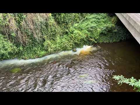 Gewässerverunreinigung Oste in Sittensen - 20.9.2021