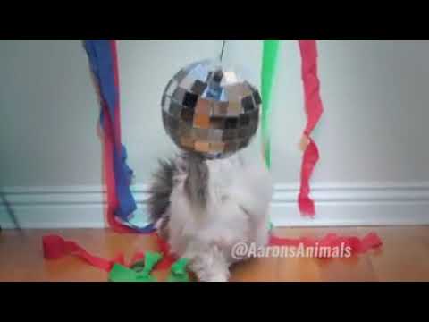 Fiesta de Gatos Party of Cats