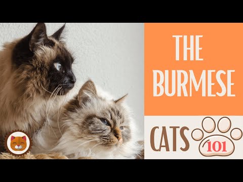 🐱 Cats 101 🐱 BURMESE CAT - Top Cat Facts about the BURMESE #KittensCorner