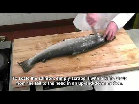 download lagu mp3 mp4 Salmon Have Scales, download lagu Salmon Have Scales gratis, unduh video klip Salmon Have Scales