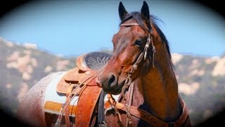 Mercury AQHA Gelding HANDSOME ALL AROUND ROPE HORSE RANCH HORSE TRAIL HORSE,