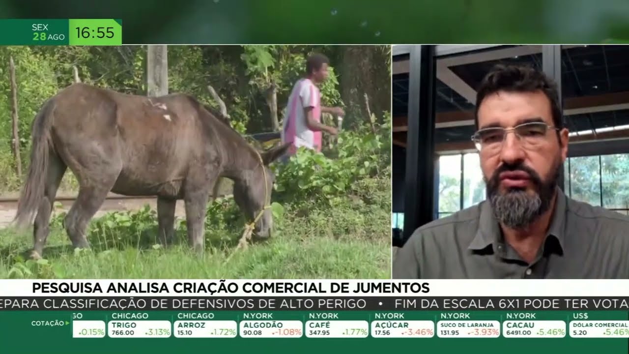 Pesquisa analisa criação comercial de jumentos