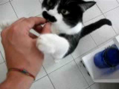 Sei caduta nella mia trappola (Musetta)