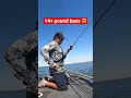 14.7 pound Bass Caught on a Swimbait