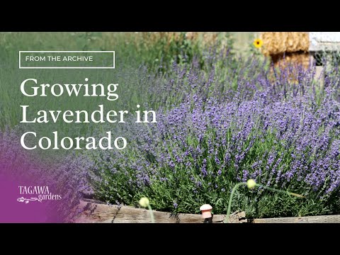 download lagu mp3 mp4 What Herbs Grow Well In Colorado, download lagu What Herbs Grow Well In Colorado gratis, unduh video klip What Herbs Grow Well In Colorado