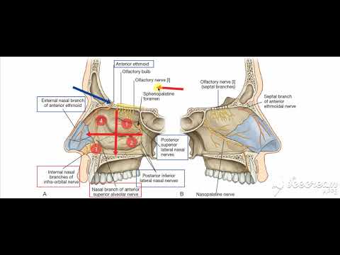 Nasal nerve supply 2