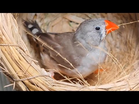 珍珠鳥飼養