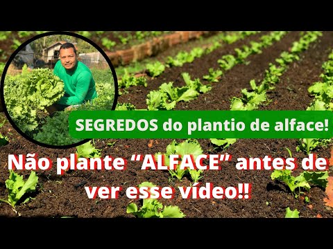 , title : 'Como plantar e acelerar o crescimento do alface.'