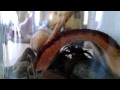 Vladimir Putin The Wolf Spider Eating Breakfast