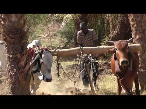Day 9-Plowing the farm land the  very old way. Near Karima, Sudan