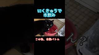 【黒猫】前足で水を飲む姿が可愛すぎる🐈‍⬛💧 #黒猫 #猫 #保護猫