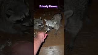 Friendly racoon eating