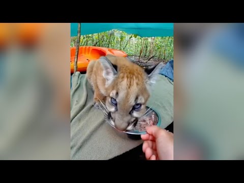 熟睡中驚醒！美洲獅幼崽夜闖帳篷，從生死邊緣的驚嚇，到跨越物種的溫暖摯友，這段緣分太感人！