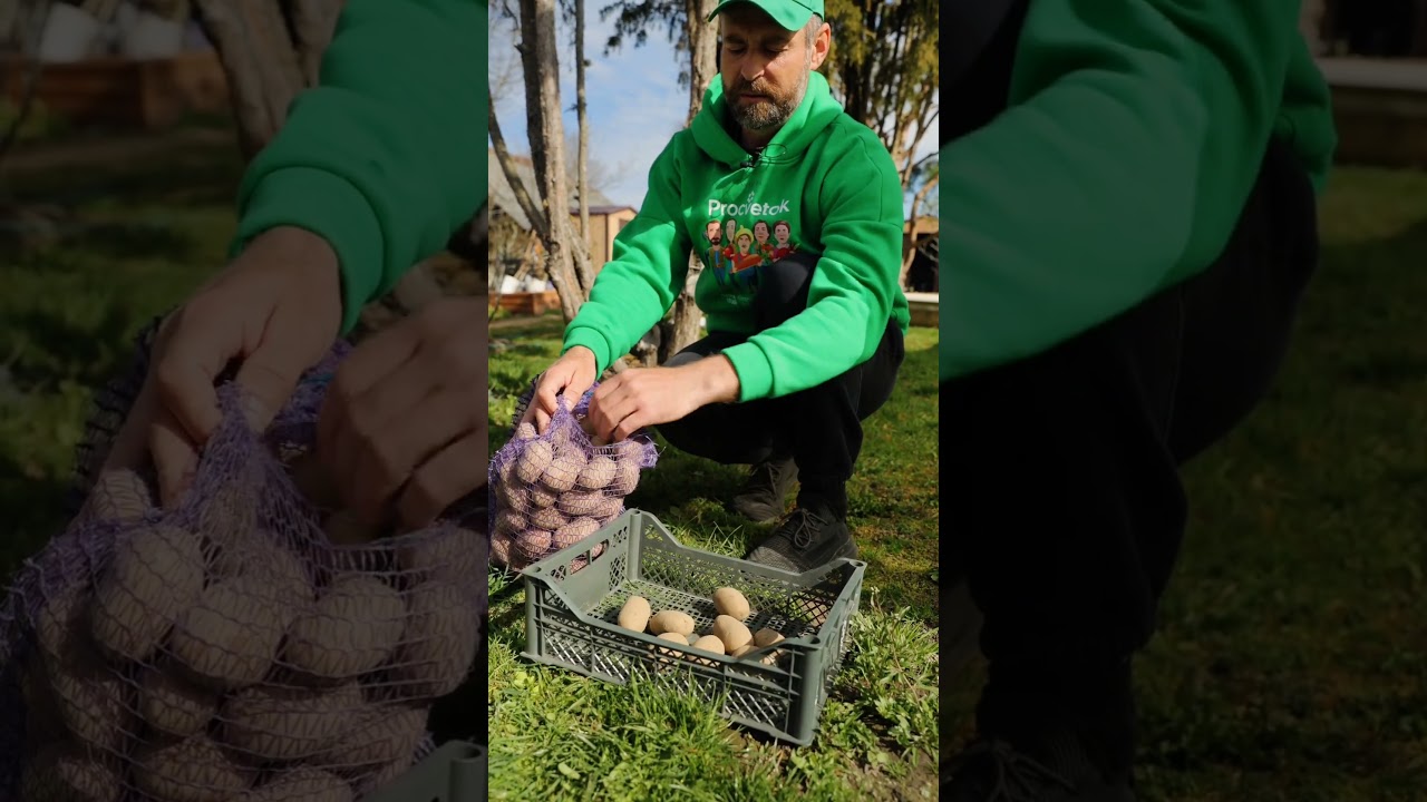 Ранний урожай картофеля обеспечен, если подготовить клубни так!