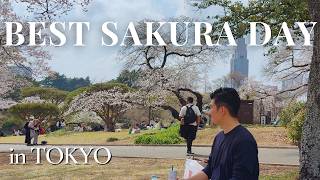 Sakura Update 2026: Exploring the Best of Cherry Blossoms in Tokyo