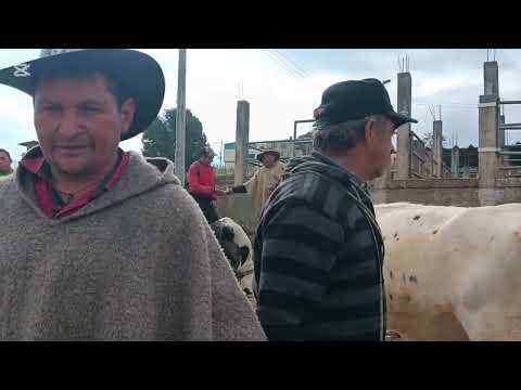 plaza de ganado Ramiriqui Boyaca #campesinos #ganado #animalessalvajes #naturaleza