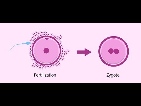 What is Zygote ? || Essential Science || Terms ||