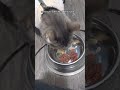 Grey Tabby Cat Gone But Will Be Back In 24 Hours Shorts