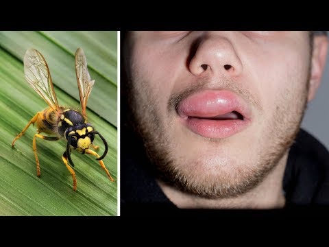 When Executioner Wasps Attack