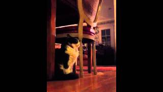 The Fresh & Onlys - Dream Girls