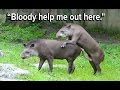 Ozzy Man S The Lives Of Animals Volume 1