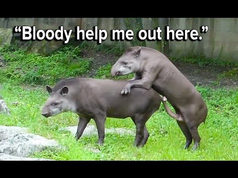 download lagu mp3 mp4 Redtube Animal, download lagu Redtube Animal gratis, unduh video klip Redtube Animal