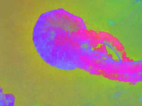 Flawed Mangoes - Palindrome (Official Visualizer)