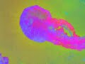 Flawed Mangoes Palindrome Official Visualizer