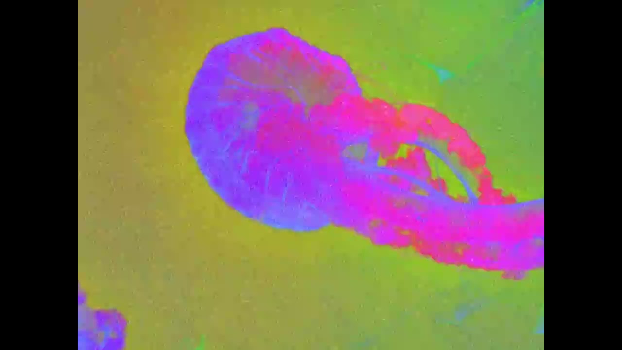 Flawed Mangoes - Palindrome (Official Visualizer)