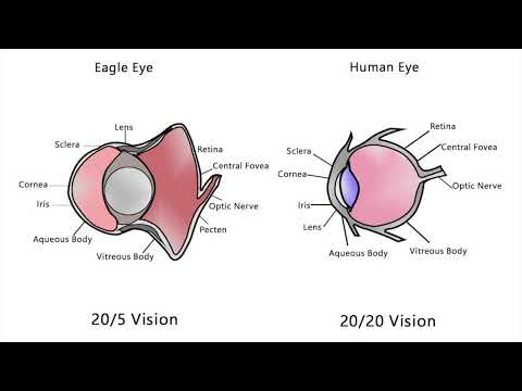 Ultra Eagle Eye 20/5 Vision - (Subliminal + Binaural)