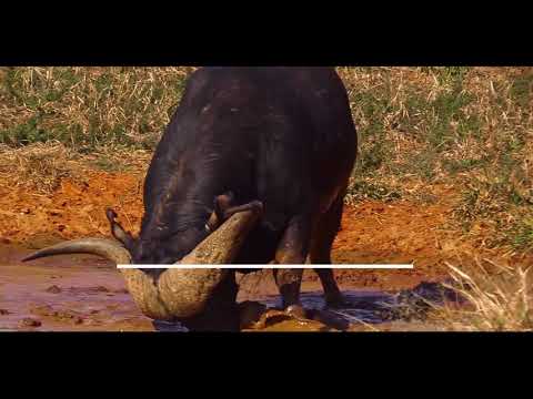 Royal Anthem Investments: Lekkerleef Wild Stoet |...