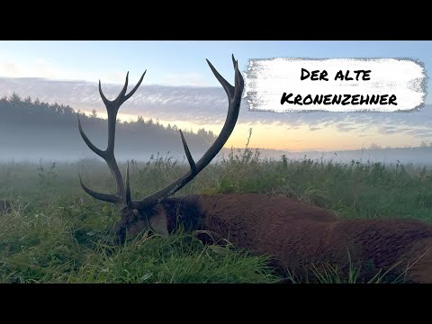 Hirschbrunft in Masuren - alter Kronenzehner im Nebel