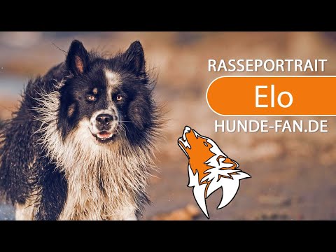 ► Elo Hund [2018] Rasse, Aussehen & Charakter