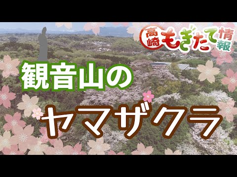 Programa municipal Takasaki información recién recogida “Yamazakura del monte Kannon”