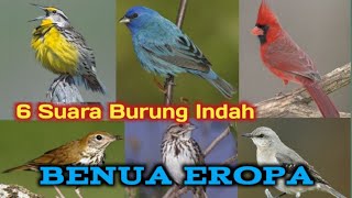 Download lagu 6 Kicauan Burung Indah Asal Eropa (mp3) mp3