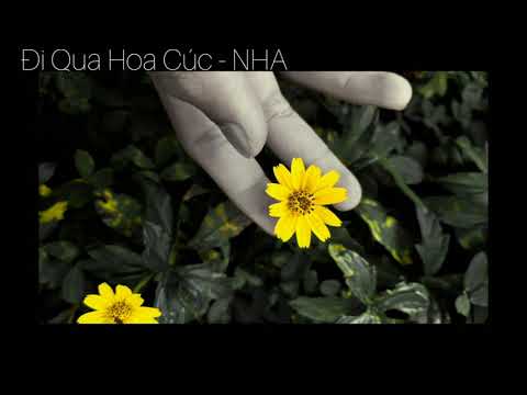 ĐI QUA HOA CÚC - NHA (COVER) - 30 Phút Hơn.