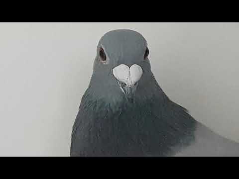 De Rauw-Șablon & Zărnică Maricel