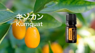 キンカン