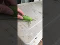 The giant false-leaf katydid (Pseudophyllus titan) part 2
