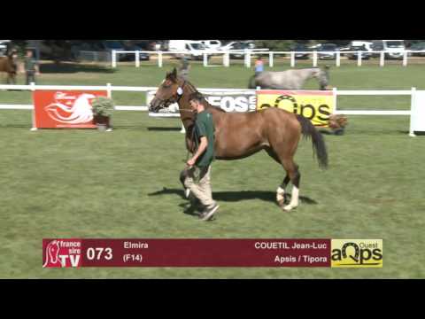 Show AQPS Le Lion 2016 : Lot 73 - Elmira