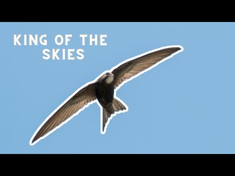 Common swift is a bird that sleeps, eats and drinks during its flight!